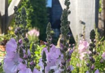 Top gardening tips from an RHS award winner