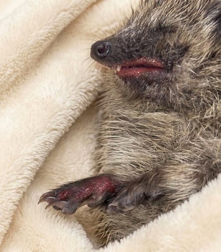 Hedgehog from a Prickles in a Pickle rescue, found where glyphosphate weed was used that day. The hedgehog was foraging that evening and suffered traumatic chemical burns.