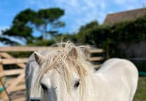 How a pony pranced back to health
