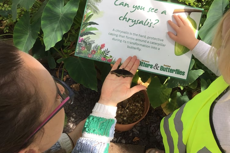 West Alvington Pupils studying butterflies