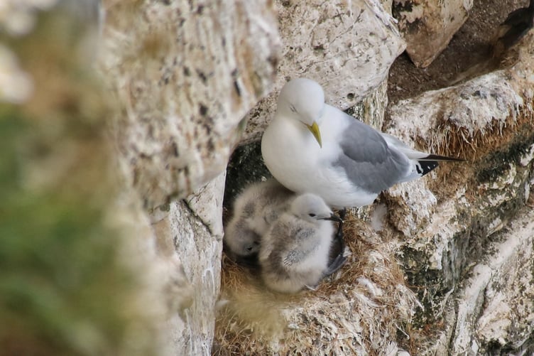 Kittiwake with chicks - Alice Henderson