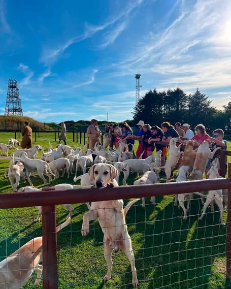Hounds owned by the Dart Vale, South Pool & Modbury Harriers