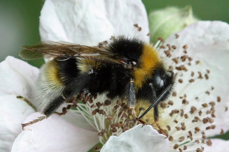 Southern Cuckoo Bee by James Clark