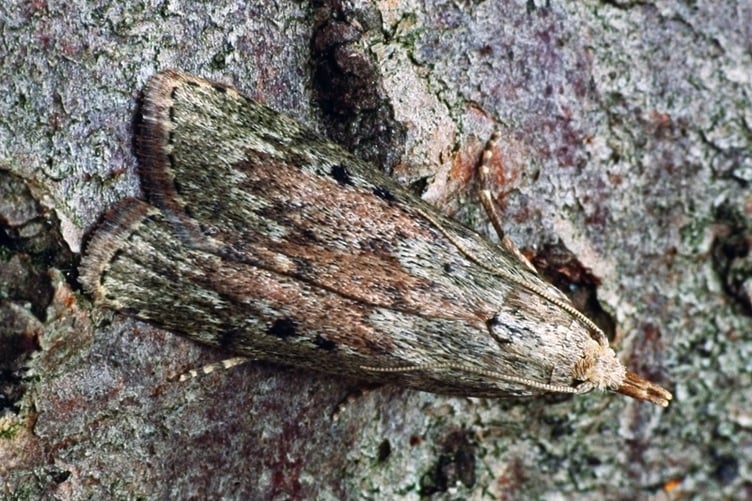 Bee Moth by James Clark