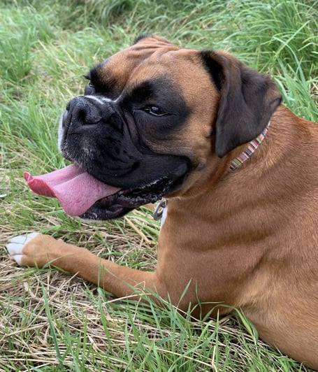 Ruby the Boxer