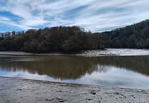 Charity secures woodland to save dart habitat