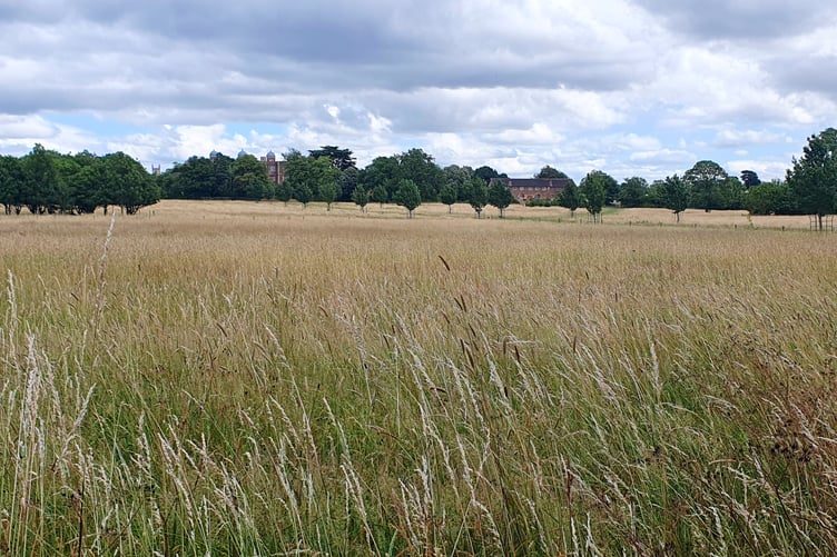 Grasslands - Alice Henderson