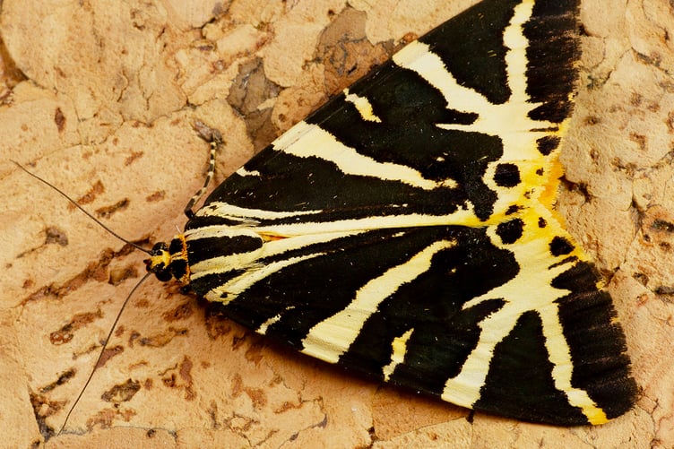 Jersey Tiger Moth - Geoff Foale
