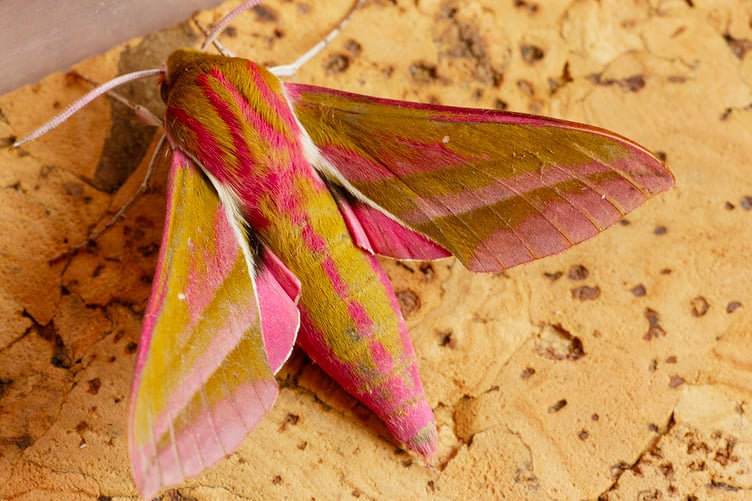 Elephant Hawkmoth - Geoff Foale