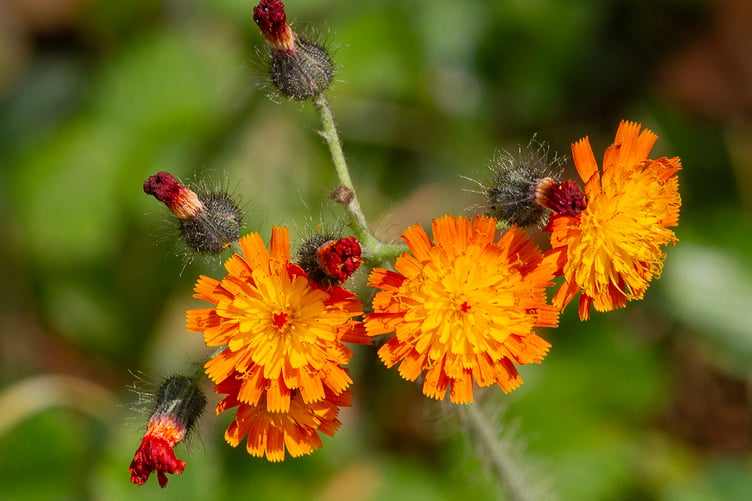 Fox & Cubs - Pilosella aurantiaca - Geoff Foale