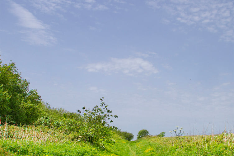 Woodland Trust path