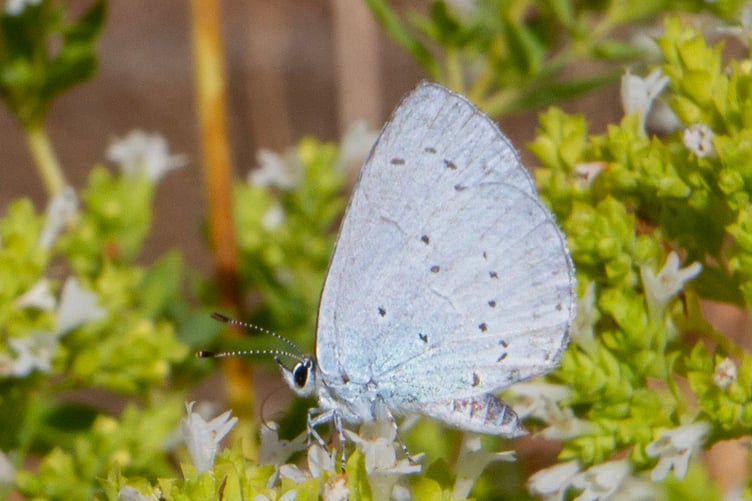 Holly Blue - Celastrina argiolus on Marjoram flowers