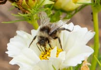 Simple Ways to attract wildlife to urban gardens