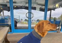 Vet's Dog Mabel Recovers After Pyometra Surgery