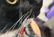 Cat Jasper's fish hook rescue