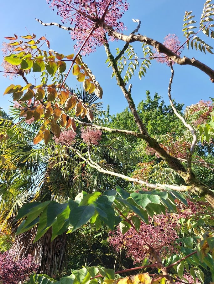 A splash of autumnal colour at Lukesland