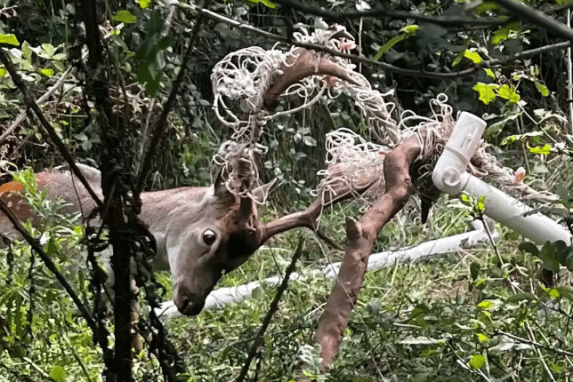 Fallow deer with its antlers stuck in football netting