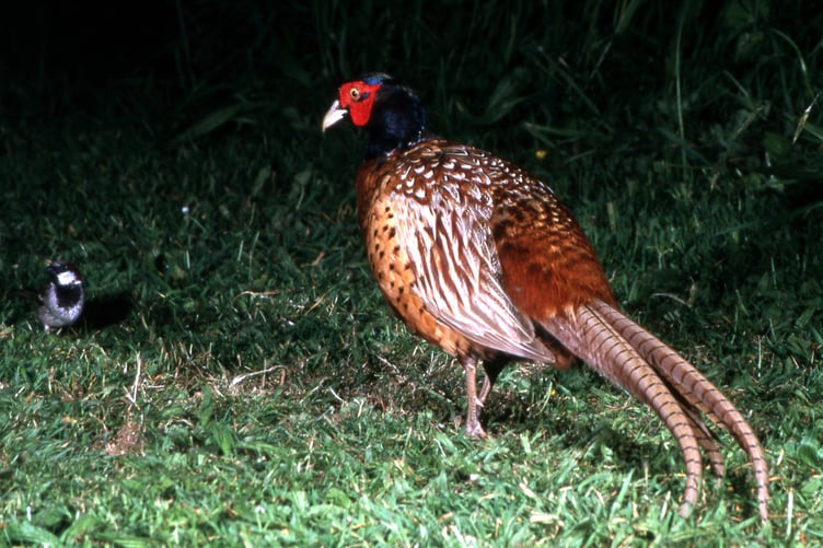 Pheasant and a cock Sparrow discussing the food on offer