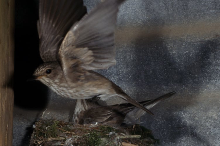 The male flies off, having feed his mate