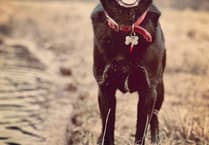 South Moor vet helps pets with firework fears