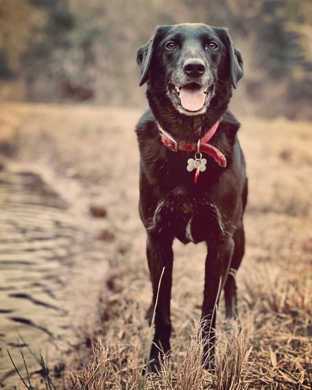 Remember, Remember, the 5th of November…. is sometimes scary for pets.